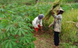 Petani Desa Sawahan Panen Lebih Awal Dari Biasanya